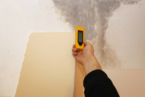  West Columbia, TX Mold Removal Pros