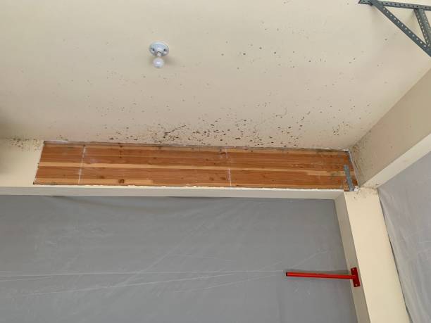 Best Indoor Air Quality Assessment  in West Columbia, TX